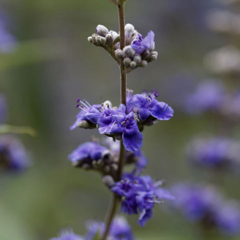 Agnus Castus