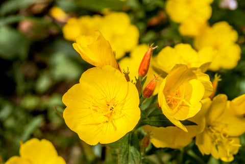 Evening Primrose Oil