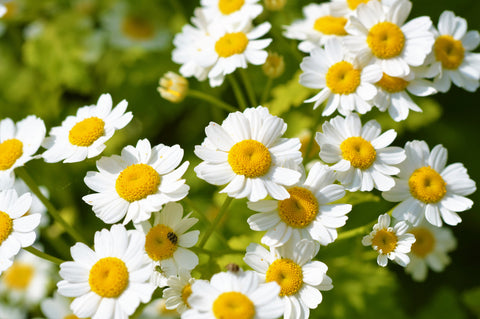 Feverfew