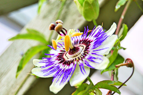 Passion Flower