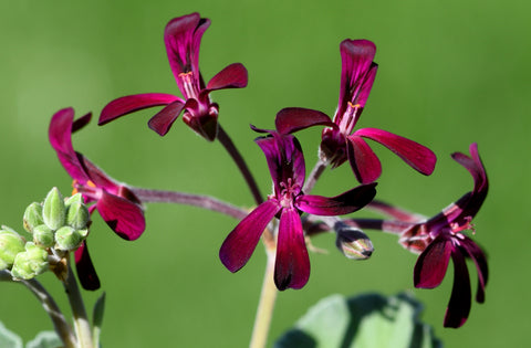 Pelargonium