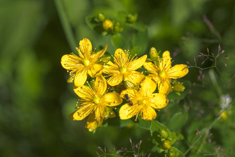 St John's Wort