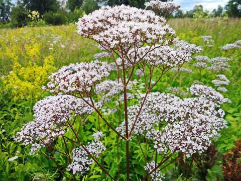 Valerian